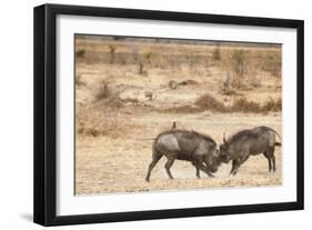 Young Warthogs Sparring-Michele Westmorland-Framed Premium Photographic Print