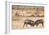 Young Warthogs Sparring-Michele Westmorland-Framed Premium Photographic Print