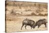 Young Warthogs Sparring-Michele Westmorland-Stretched Canvas