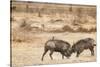 Young Warthogs Sparring-Michele Westmorland-Stretched Canvas