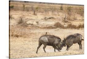 Young Warthogs Sparring-Michele Westmorland-Stretched Canvas