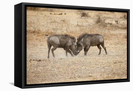 Young Warthogs Sparring-Michele Westmorland-Framed Stretched Canvas