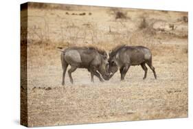 Young Warthogs Sparring-Michele Westmorland-Stretched Canvas