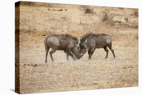 Young Warthogs Sparring-Michele Westmorland-Stretched Canvas