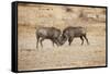 Young Warthogs Sparring-Michele Westmorland-Framed Stretched Canvas