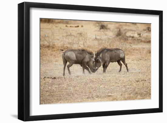 Young Warthogs Sparring-Michele Westmorland-Framed Premium Photographic Print