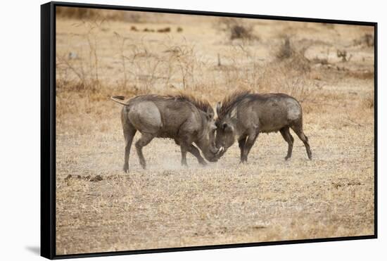 Young Warthogs Sparring-Michele Westmorland-Framed Stretched Canvas