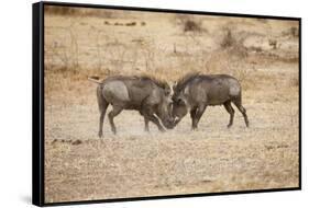 Young Warthogs Sparring-Michele Westmorland-Framed Stretched Canvas