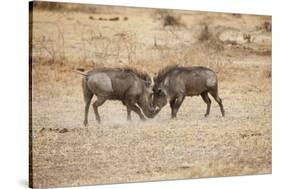 Young Warthogs Sparring-Michele Westmorland-Stretched Canvas