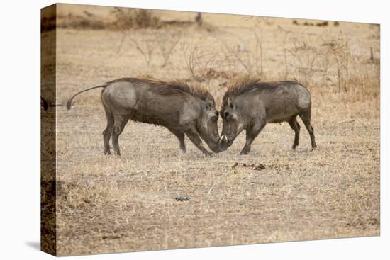 Young Warthogs Sparring-Michele Westmorland-Stretched Canvas