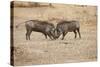 Young Warthogs Sparring-Michele Westmorland-Stretched Canvas