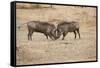 Young Warthogs Sparring-Michele Westmorland-Framed Stretched Canvas