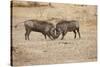 Young Warthogs Sparring-Michele Westmorland-Stretched Canvas