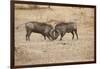 Young Warthogs Sparring-Michele Westmorland-Framed Premium Photographic Print