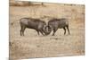 Young Warthogs Sparring-Michele Westmorland-Mounted Premium Photographic Print
