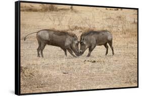 Young Warthogs Sparring-Michele Westmorland-Framed Stretched Canvas