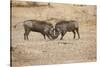 Young Warthogs Sparring-Michele Westmorland-Stretched Canvas