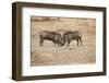 Young Warthogs Sparring-Michele Westmorland-Framed Premium Photographic Print