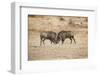 Young Warthogs Sparring-Michele Westmorland-Framed Premium Photographic Print