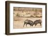 Young Warthogs Sparring-Michele Westmorland-Framed Photographic Print