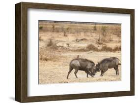 Young Warthogs Sparring-Michele Westmorland-Framed Photographic Print