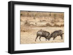 Young Warthogs Sparring-Michele Westmorland-Framed Photographic Print