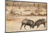 Young Warthogs Sparring-Michele Westmorland-Mounted Photographic Print