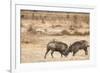 Young Warthogs Sparring-Michele Westmorland-Framed Photographic Print