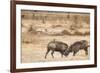 Young Warthogs Sparring-Michele Westmorland-Framed Photographic Print