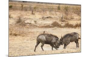 Young Warthogs Sparring-Michele Westmorland-Mounted Photographic Print