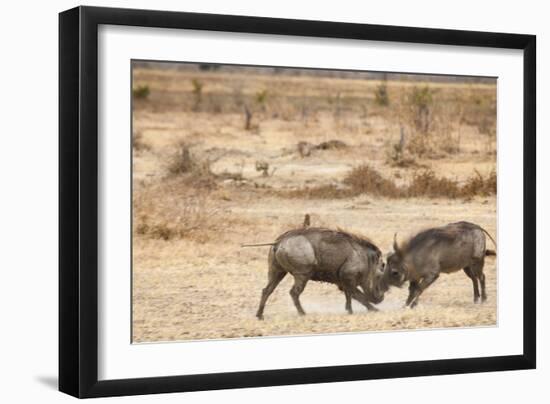 Young Warthogs Sparring-Michele Westmorland-Framed Photographic Print