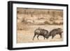 Young Warthogs Sparring-Michele Westmorland-Framed Photographic Print