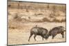 Young Warthogs Sparring-Michele Westmorland-Mounted Photographic Print