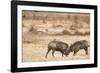 Young Warthogs Sparring-Michele Westmorland-Framed Photographic Print