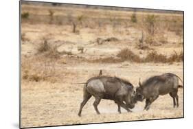 Young Warthogs Sparring-Michele Westmorland-Mounted Photographic Print