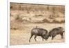 Young Warthogs Sparring-Michele Westmorland-Framed Photographic Print