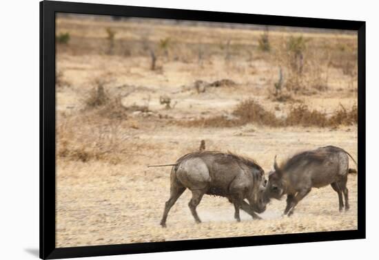 Young Warthogs Sparring-Michele Westmorland-Framed Photographic Print