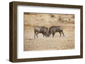 Young Warthogs Sparring-Michele Westmorland-Framed Photographic Print