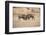 Young Warthogs Sparring-Michele Westmorland-Framed Photographic Print