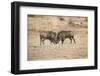 Young Warthogs Sparring-Michele Westmorland-Framed Photographic Print