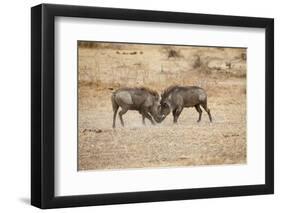 Young Warthogs Sparring-Michele Westmorland-Framed Photographic Print