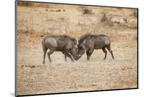 Young Warthogs Sparring-Michele Westmorland-Mounted Photographic Print