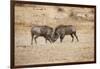 Young Warthogs Sparring-Michele Westmorland-Framed Photographic Print