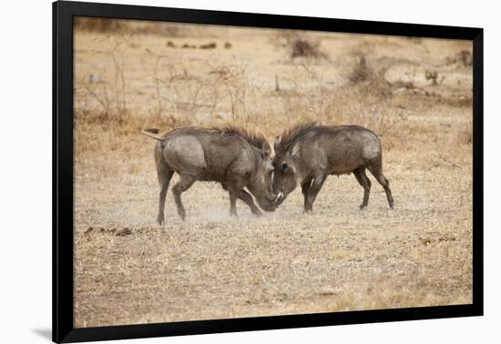 Young Warthogs Sparring-Michele Westmorland-Framed Photographic Print