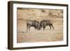 Young Warthogs Sparring-Michele Westmorland-Framed Photographic Print