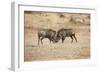 Young Warthogs Sparring-Michele Westmorland-Framed Photographic Print