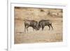 Young Warthogs Sparring-Michele Westmorland-Framed Photographic Print