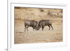 Young Warthogs Sparring-Michele Westmorland-Framed Photographic Print