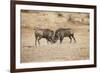 Young Warthogs Sparring-Michele Westmorland-Framed Photographic Print