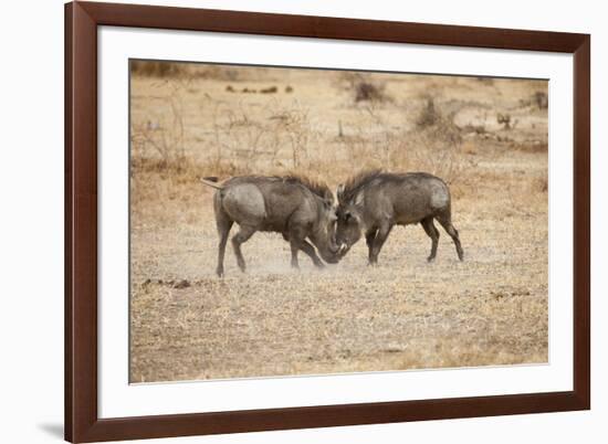 Young Warthogs Sparring-Michele Westmorland-Framed Photographic Print